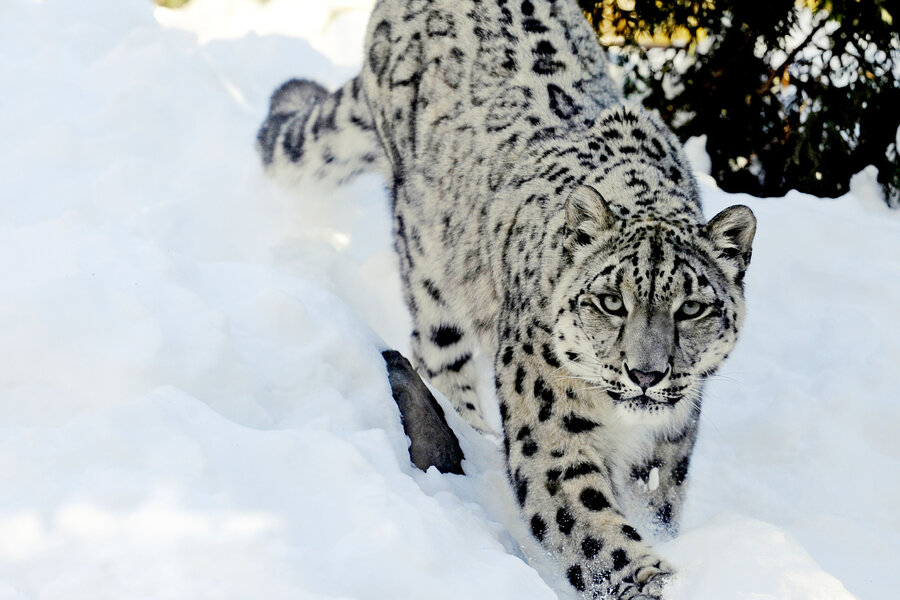 Can we save the snow leopard from climate change? - CSMonitor.com